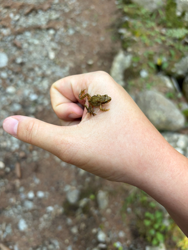 European Common Frog
