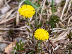 Tussilago