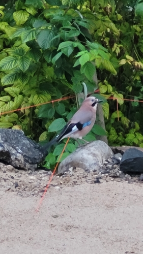 Eurasian Jay