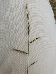 Festuca microstachys