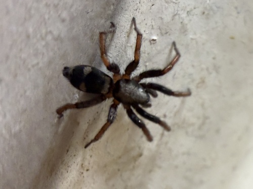iNaturalist observation photo of Sergiolus