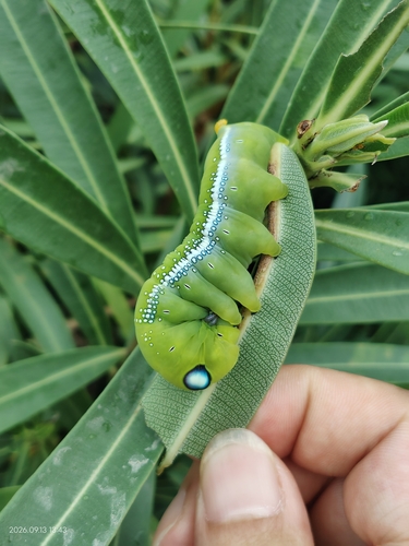 Oleander Hawkmoth