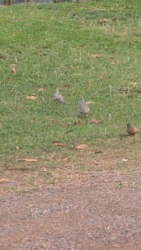 Peaceful Dove