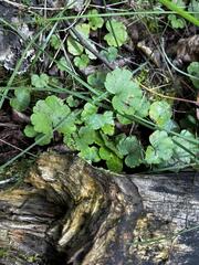 (c) Arthur Whiting, some rights reserved (CC BY) Mitella nuda, photograph (c) Arthur Whiting, some rights reserved (CC BY)