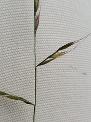 Festuca microstachys