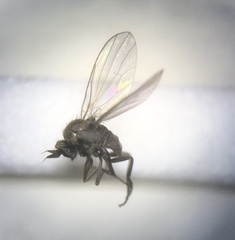 Microphor holosericeus