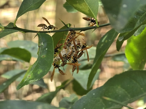Caribbean Paper Wasp