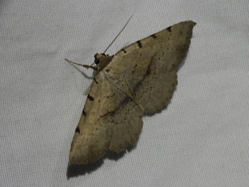 Moon-lined Moth photo 6