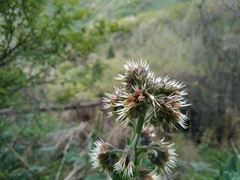 Solenanthus circinnatus