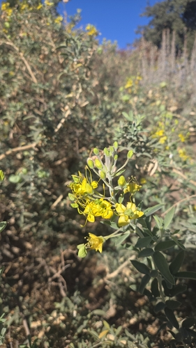Bladderpod