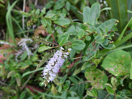 Image of Veronica obtusata by (c) Jacqui Geux, some rights reserved (CC BY)