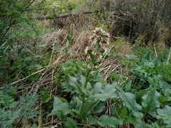 Solenanthus circinnatus