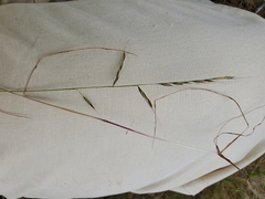 Festuca microstachys