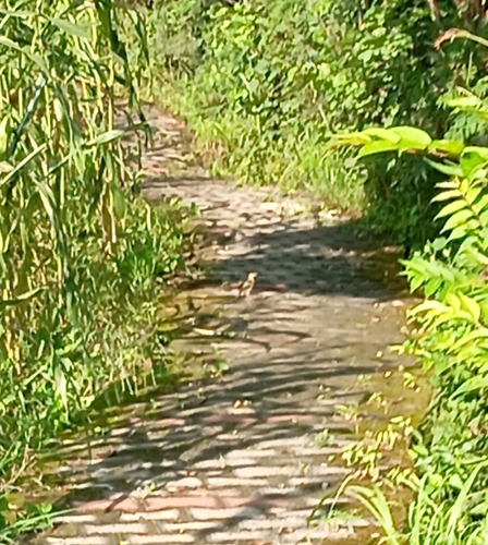 Paddyfield Pipit