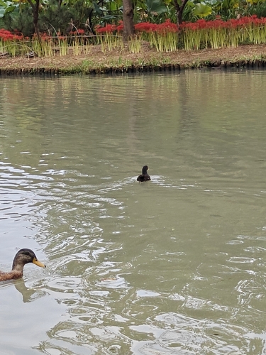 Eurasian Moorhen