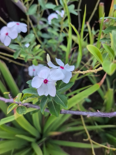 Madagascar Periwinkle