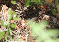 Psammodromus edwarsianus