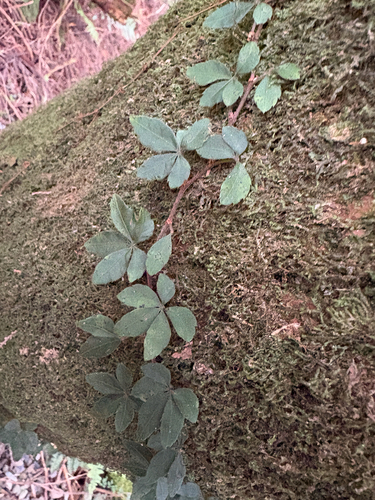 Tetrastigma obtectum, photograph 5