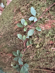 Tetrastigma obtectum, photograph (c) 張家瑜, some rights reserved (CC BY)