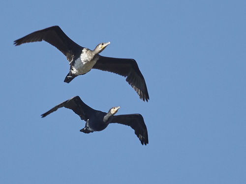 Great Cormorant