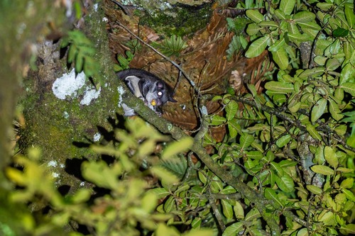Particolored Flying Squirrel