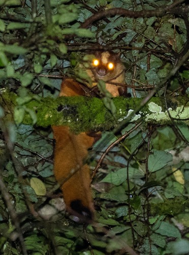 Bhutan Giant Flying Squirrel