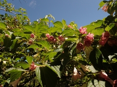 Weigela decora