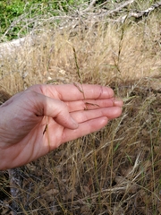 Festuca microstachys