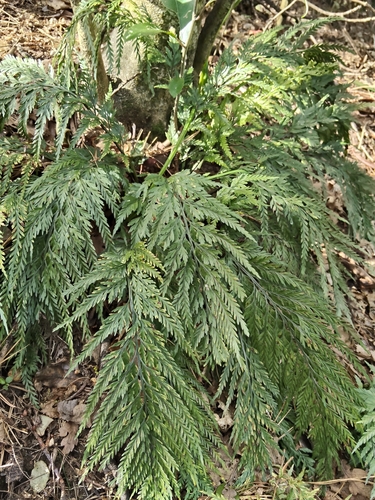 Asplenium appendiculatum, photograph 6