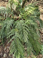 Asplenium appendiculatum, photograph (c) John Barkla, some rights reserved (CC BY)