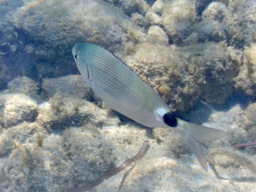 Saddled Seabream