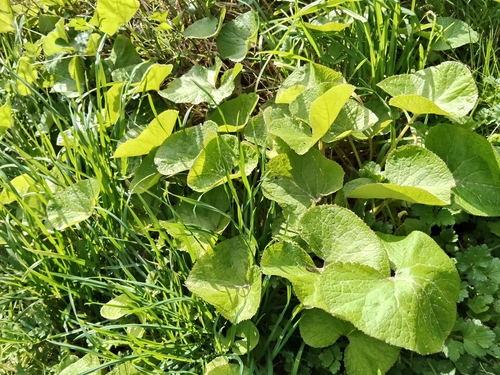 Petasites pyrenaicus, photograph 6