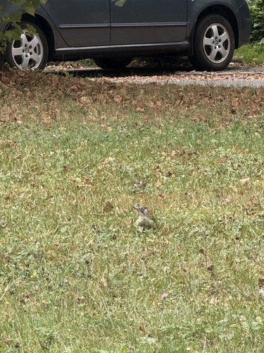 Eurasian Green Woodpecker