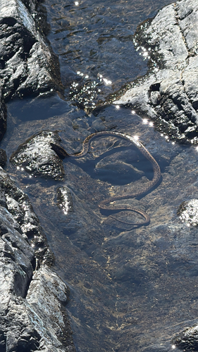 Sierra Garter Snake