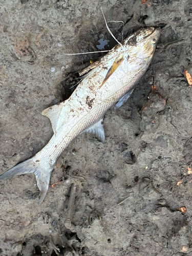 Eleutheronema tetradactylum observed 2026-07-30