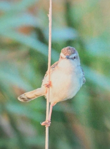 Plain Prinia