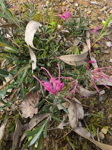 Grevillea lavandulacea, photograph 1