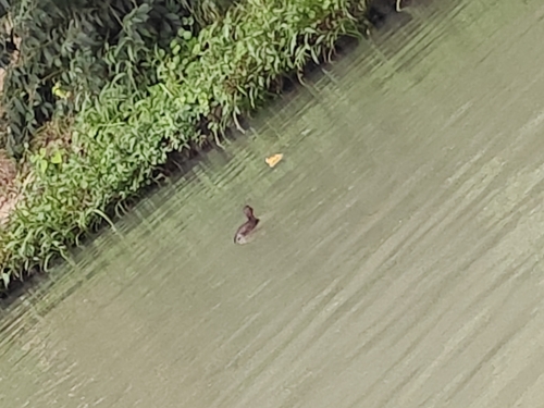Little Grebe