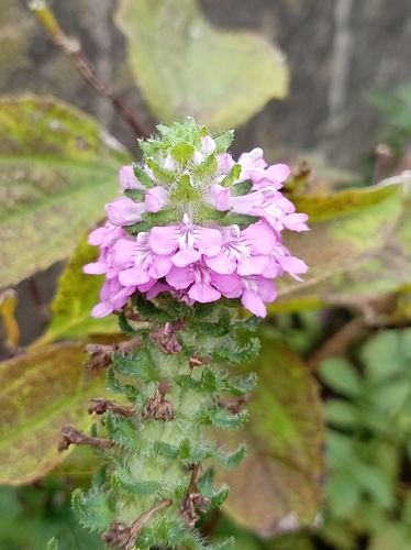 Pedicularis spicata