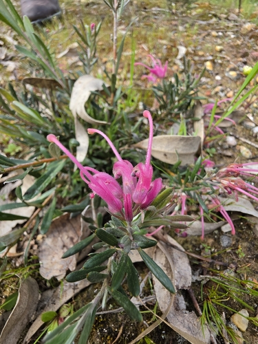 Grevillea lavandulacea, photograph 2