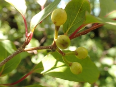 Lindera praecox