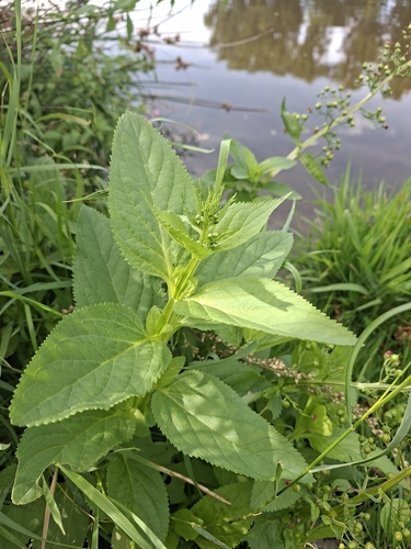 Green Figwort