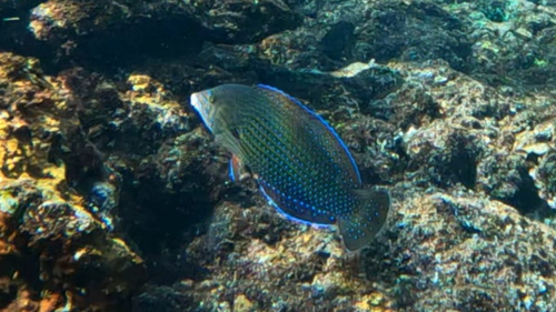 Anampses caeruleopunctatus observed 2026-09-13