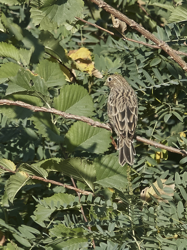 Corn Bunting