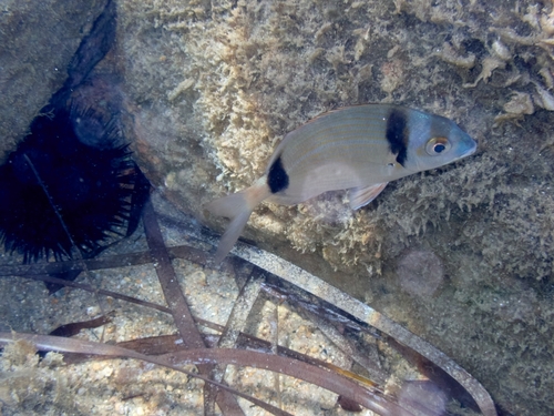 Common Two-banded Seabream