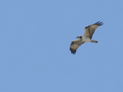 Osprey
