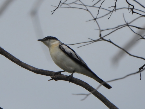 White-winged Triller