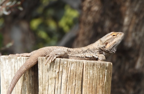 Central Bearded Dragon