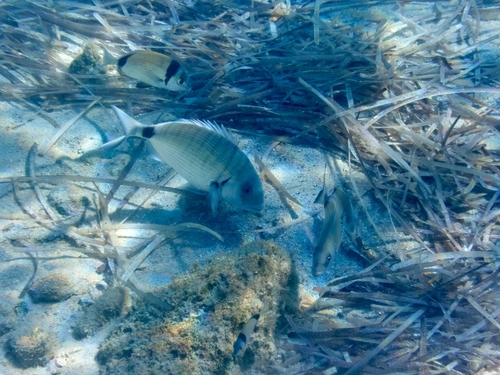 White Sea Bream