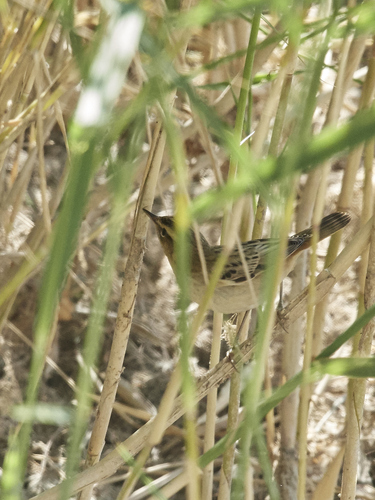 Sedge Warbler
